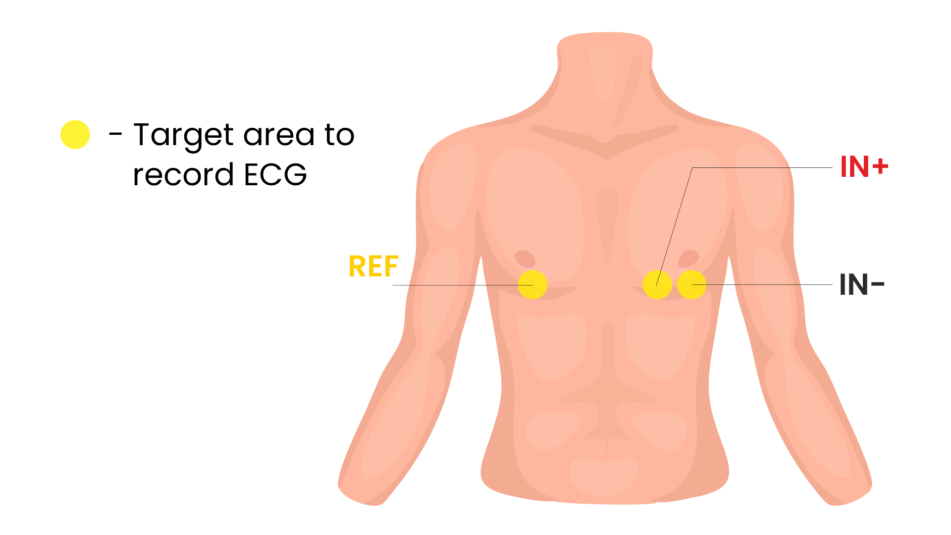 Area target untuk merekam ECG