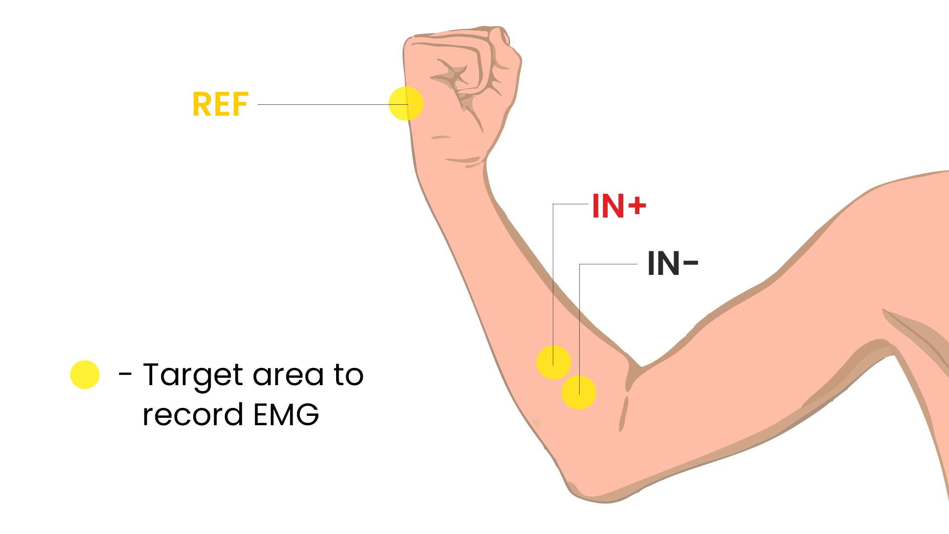 Area target untuk merekam EMG